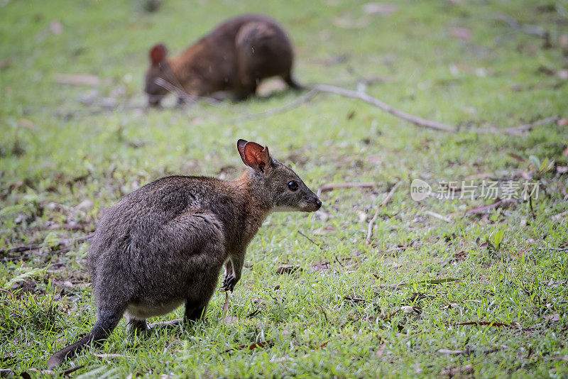 年轻的 Pademelon (Thylogale)